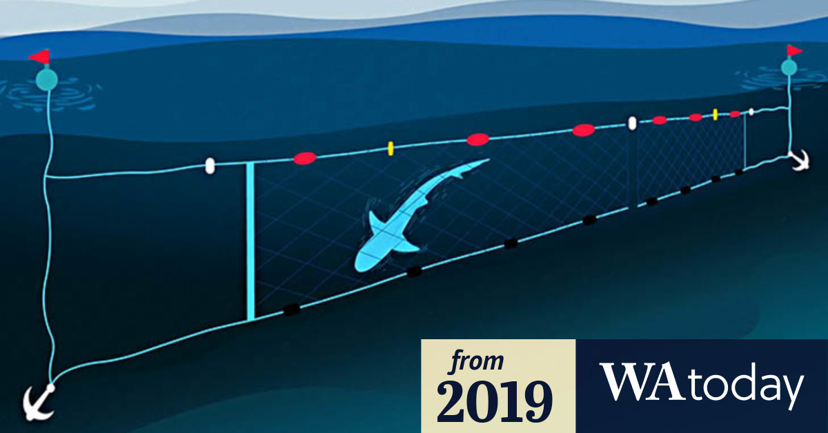 Video How shark nets work